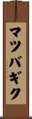 マツバギク Scroll