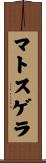 マトスゲラ Scroll