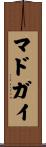 マドガイ Scroll