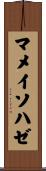 マメイソハゼ Scroll