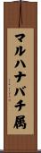 マルハナバチ属 Scroll