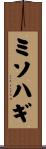 ミソハギ Scroll