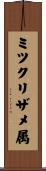 ミツクリザメ属 Scroll