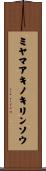 ミヤマアキノキリンソウ Scroll