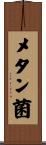 メタン菌 Scroll