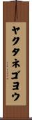 ヤクタネゴヨウ Scroll