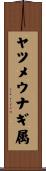 ヤツメウナギ属 Scroll