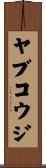 ヤブコウジ Scroll