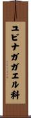 ユビナガガエル科 Scroll