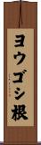 ヨウゴシ根 Scroll