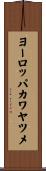 ヨーロッパカワヤツメ Scroll