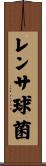 レンサ球菌 Scroll