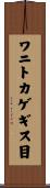 ワニトカゲギス目 Scroll