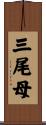 三尾母 Scroll