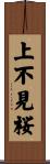 上不見桜 Scroll