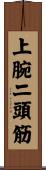 上腕二頭筋 Scroll