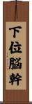 下位脳幹 Scroll