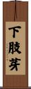 下肢芽 Scroll