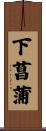 下菖蒲 Scroll