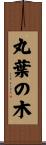 丸葉の木 Scroll