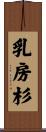 乳房杉 Scroll