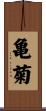 亀菊 Scroll