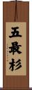 五最杉 Scroll