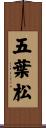 五葉松 Scroll