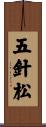 五針松 Scroll