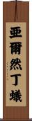 亜爾然丁蟻 Scroll