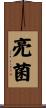 亮菌 Scroll