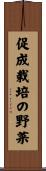 促成栽培の野菜 Scroll