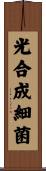 光合成細菌 Scroll