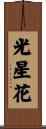 光星花 Scroll
