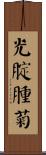 光腚腫菊 Scroll