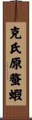 克氏原螯蝦 Scroll