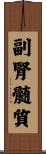 副腎髄質 Scroll