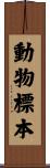動物標本 Scroll