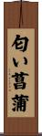 匂い菖蒲 Scroll