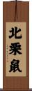 北栗鼠 Scroll