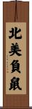 North American Opossum / Possum Scroll