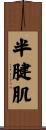 半腱肌 Scroll