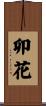 卯花 Scroll