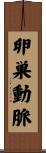卵巣動脈 Scroll