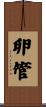 卵管 Scroll