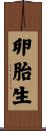 卵胎生 Scroll