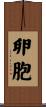 卵胞 Scroll