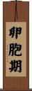 卵胞期 Scroll