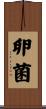 卵菌 Scroll