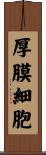 厚膜細胞 Scroll
